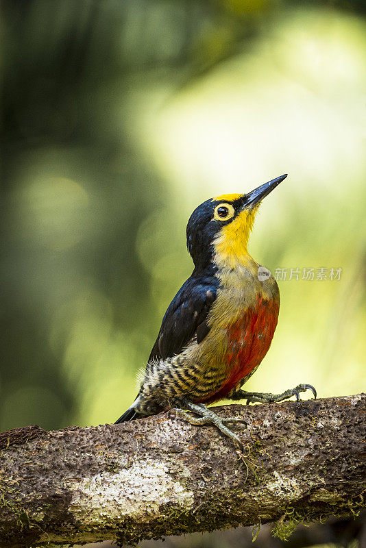 黄额啄木鸟(Melanerpes flavifrons)